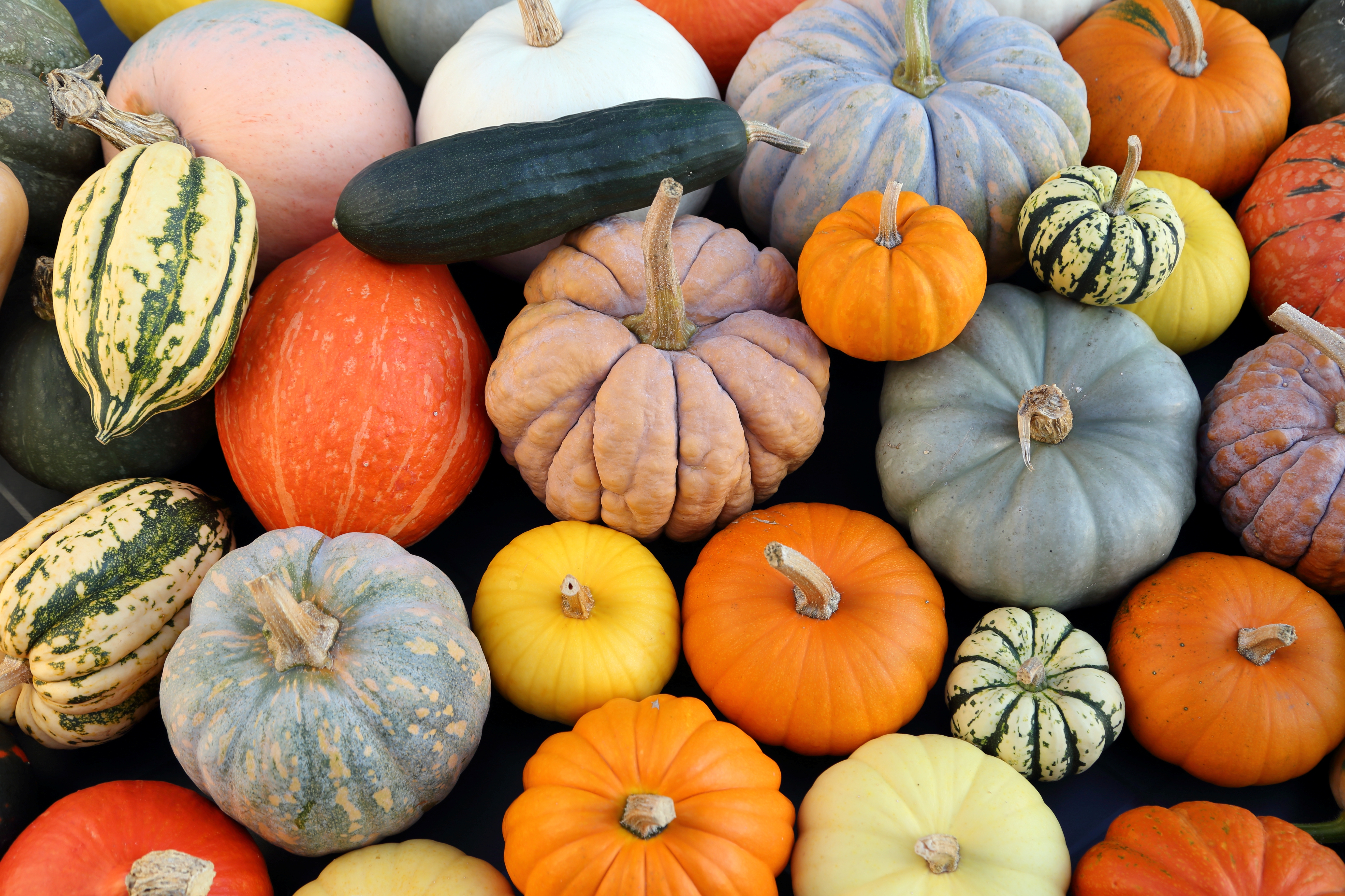 A colourful array of pumpkins and gourds 
